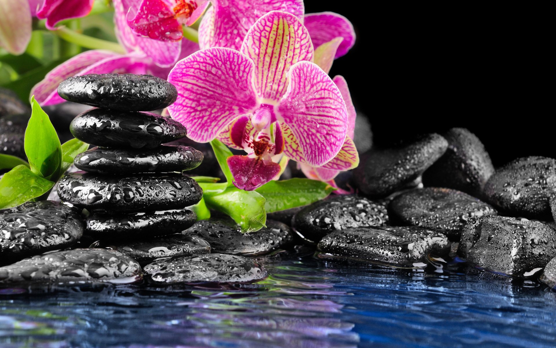 flower orchid pink stones black flat water drops on the rock