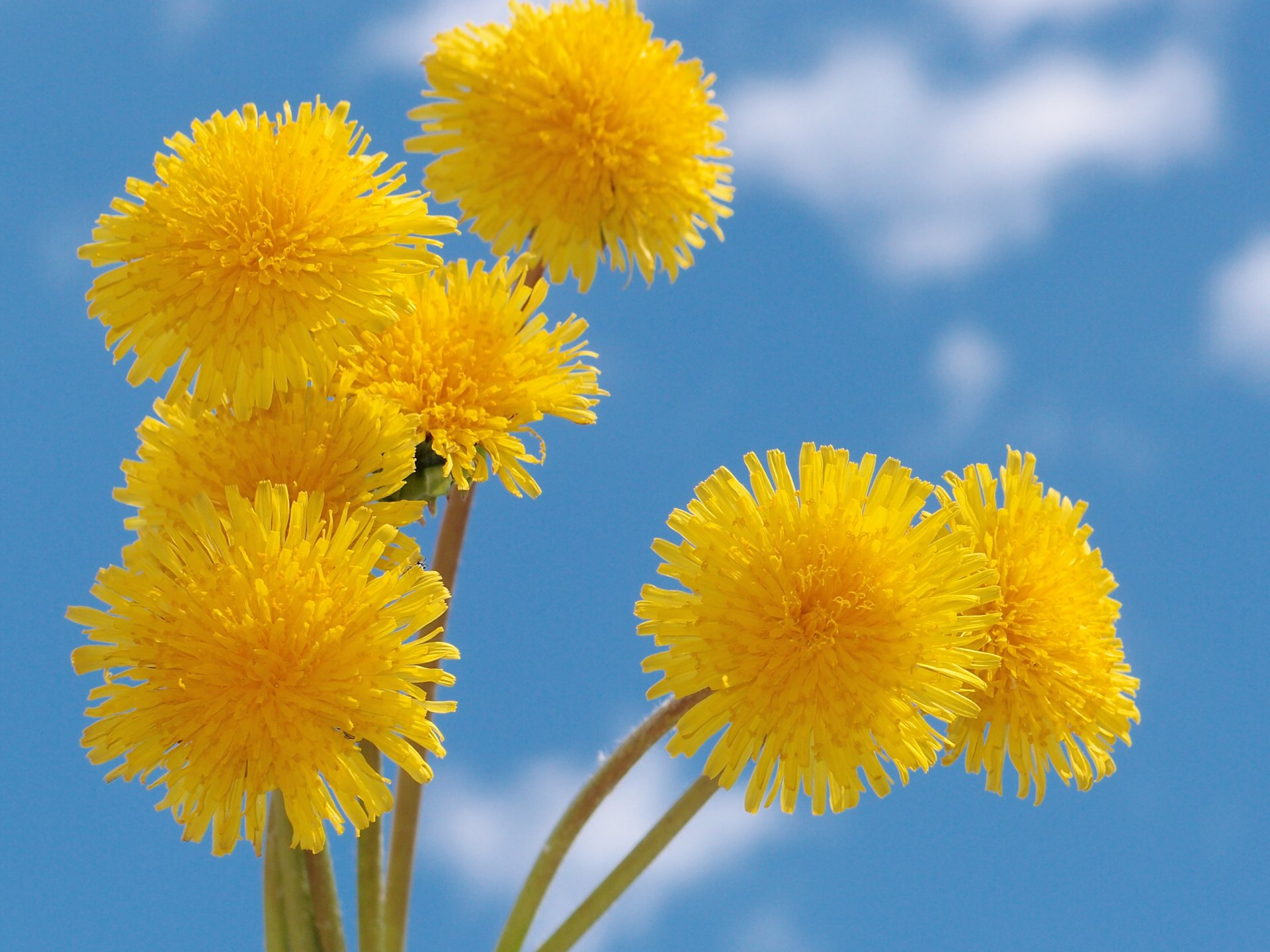 flores cielo nubes verano amarillo