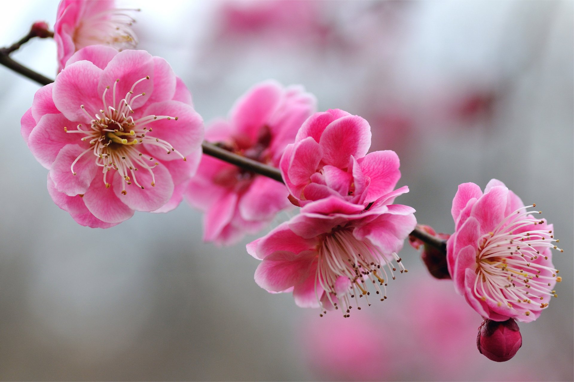 pink bright flowers petals buds branch twig apricot tree macro focus blur