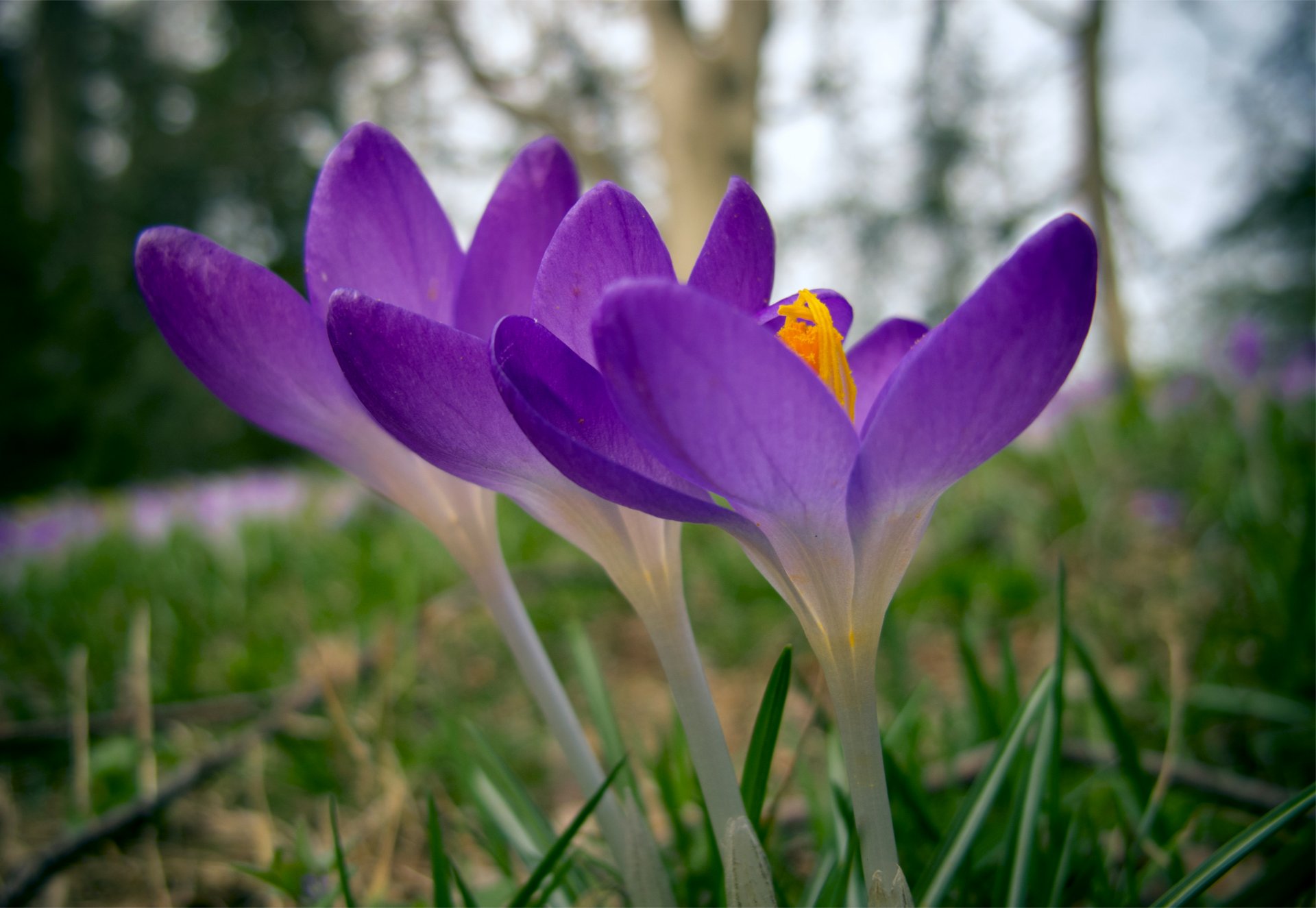 krokusse drei blumen flieder gras wald lichtung frühling makro unschärfe