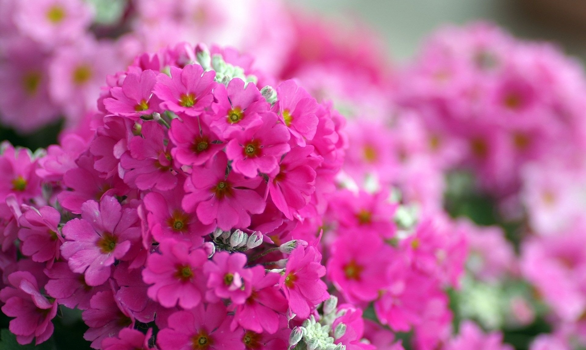 flores macro phlox brillante rosa