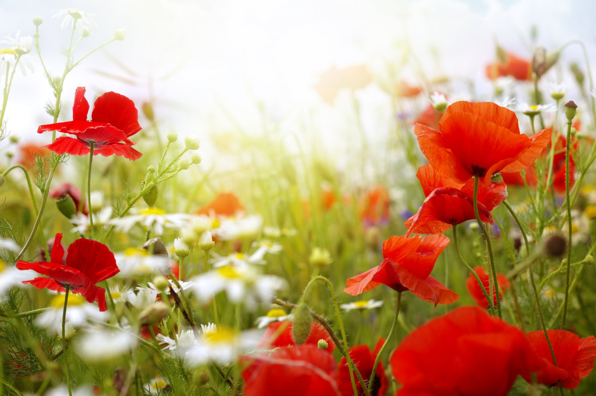 flower poppies chamomile summer