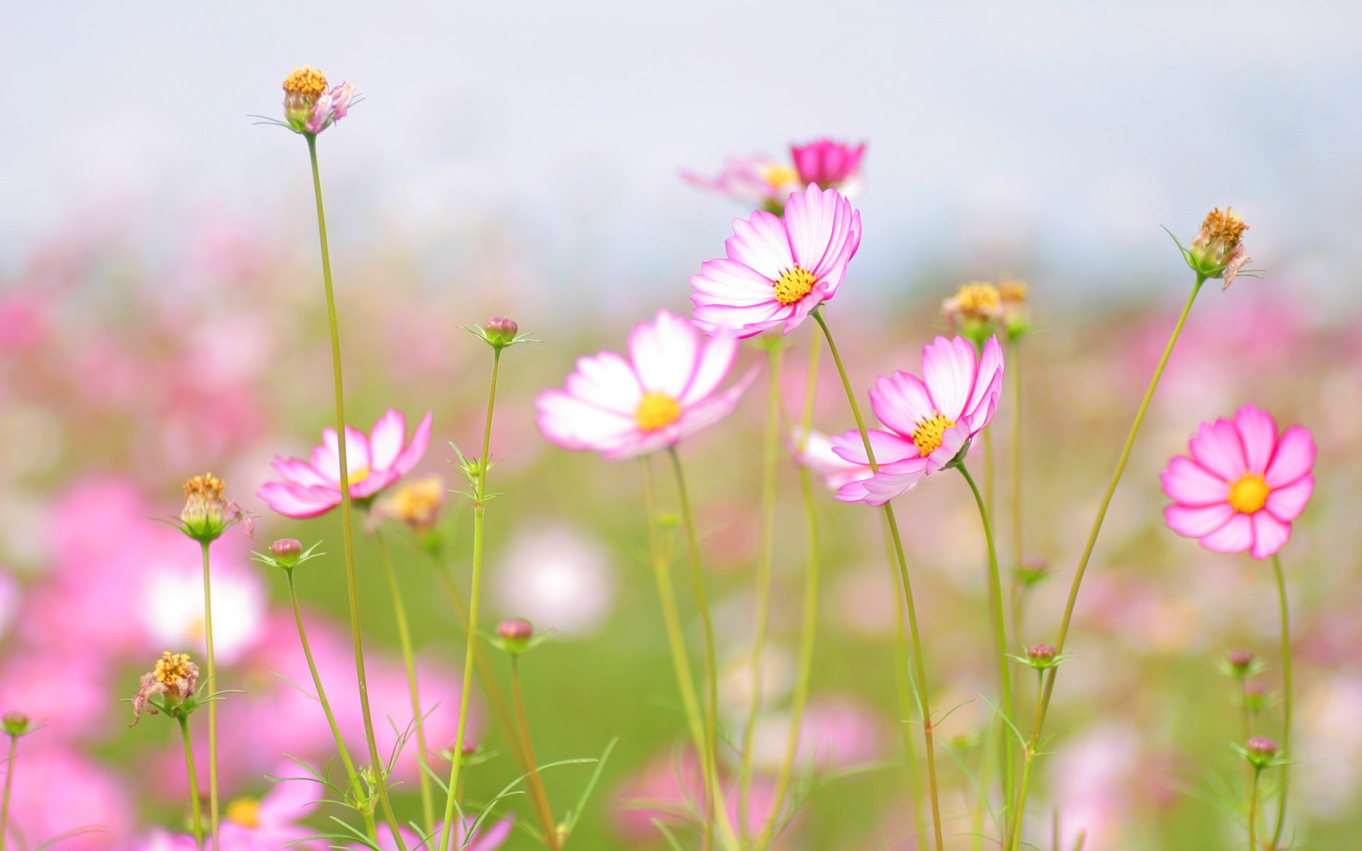 ummer freshness tenderness beauty flowers flower flowers flower petal petals stem sky macro flowers macro wallpaper flowering desktop wallpaper desktop wallpaper best desktop wallpapers desktop screensavers widescreen wallpaper