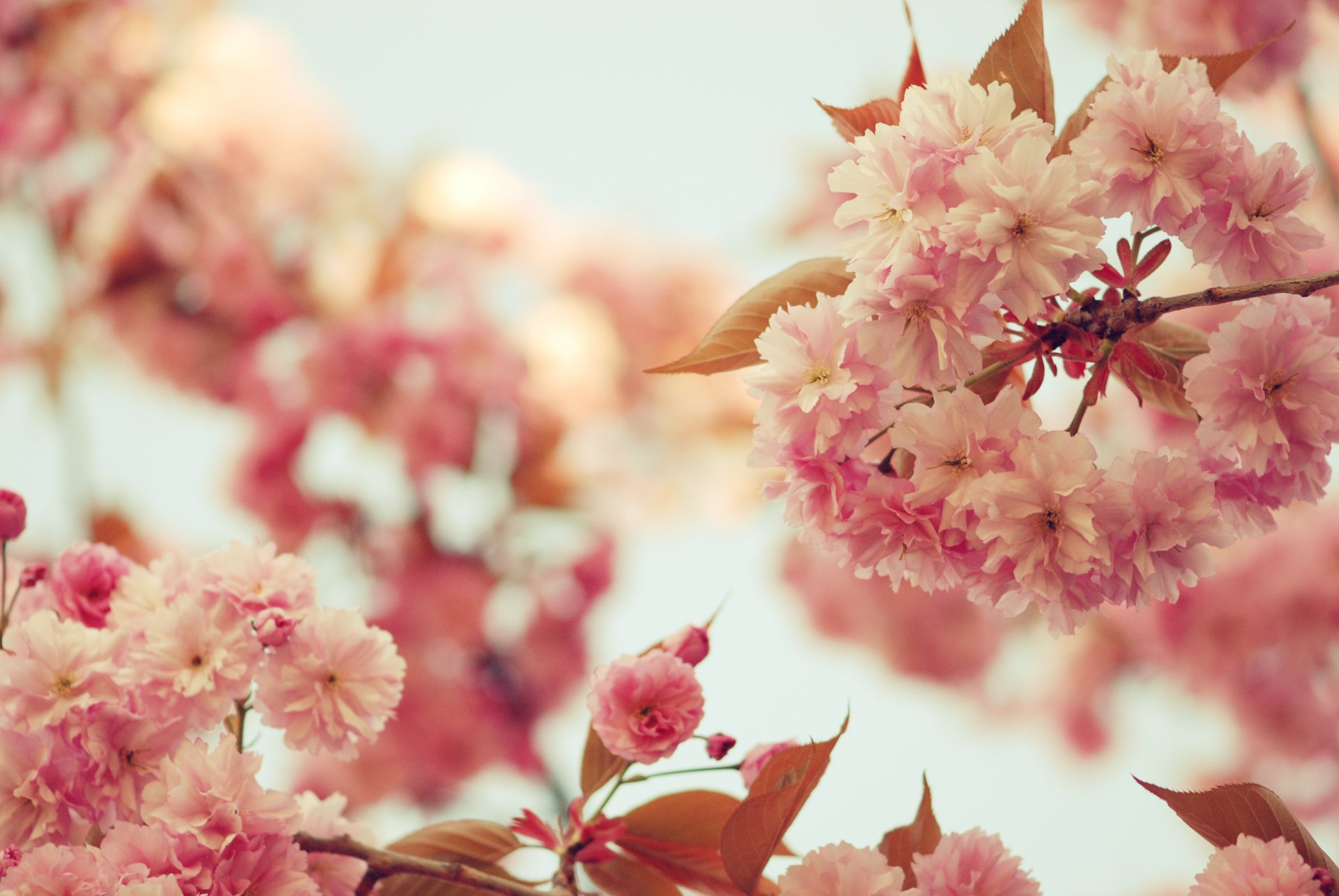 sakura blumen rosa blütenblätter blüte zweige zweige bäume blätter himmel farbe frühling