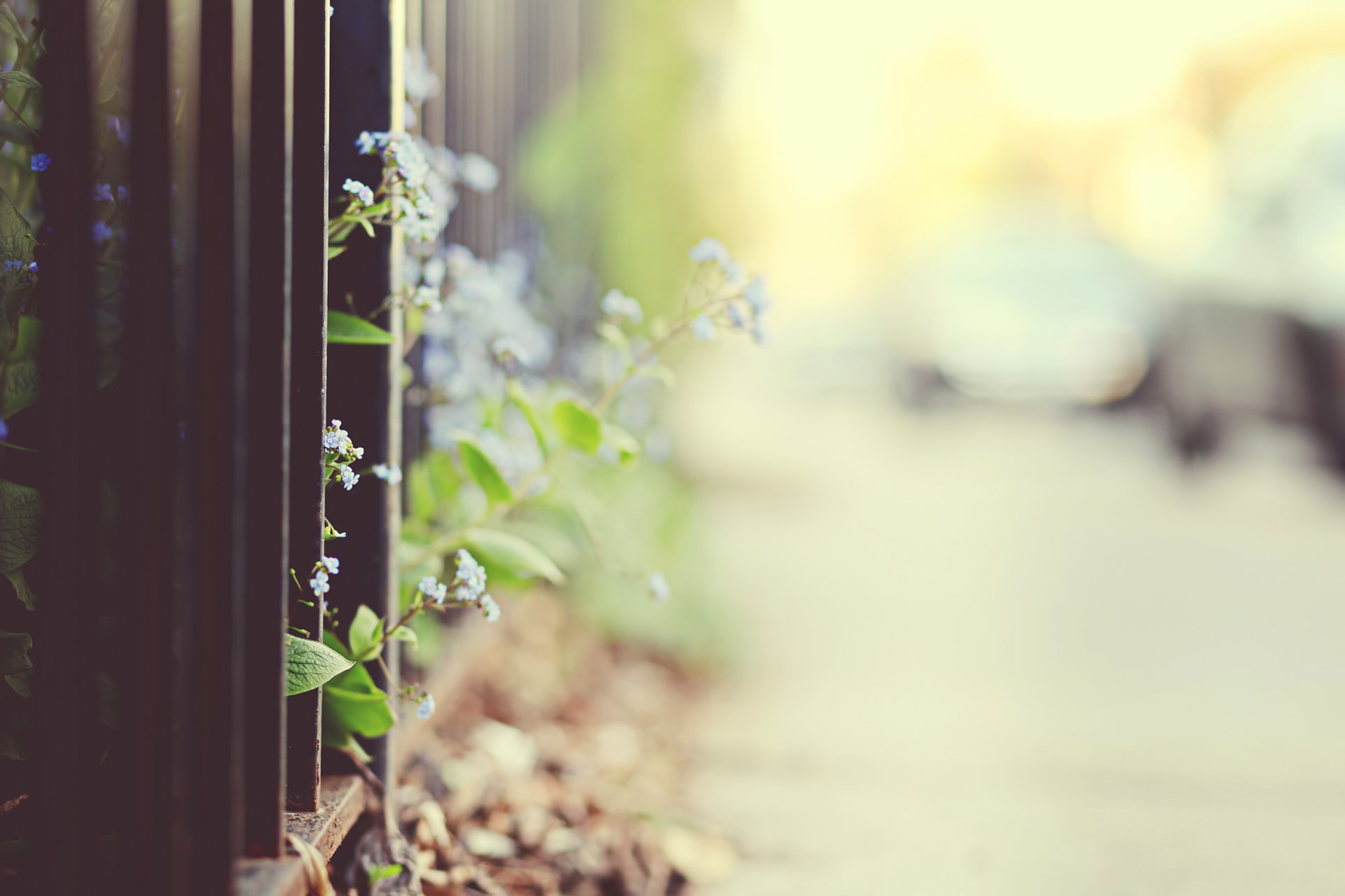 vergissmeinnicht zaun zaun gitter unschärfe fokus bokeh blumen