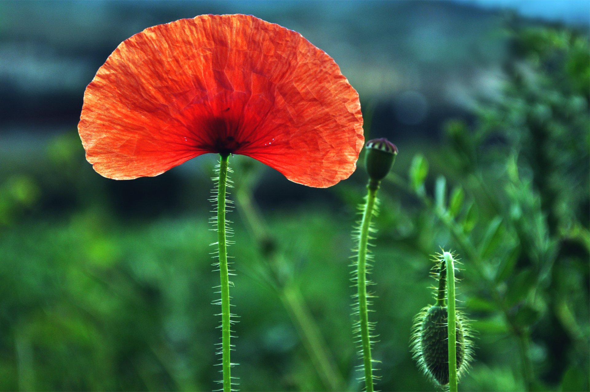 poppy red one flower buds the field close up blur