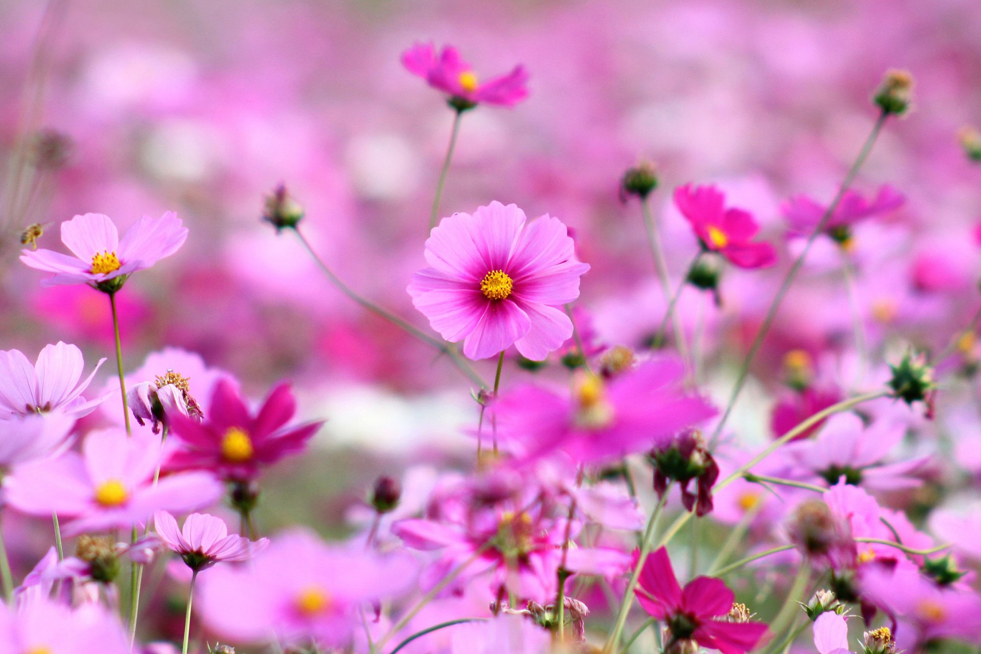 cosmée fleurs pétales rose lumineux herbe plantes champ clairière printemps floraison nature