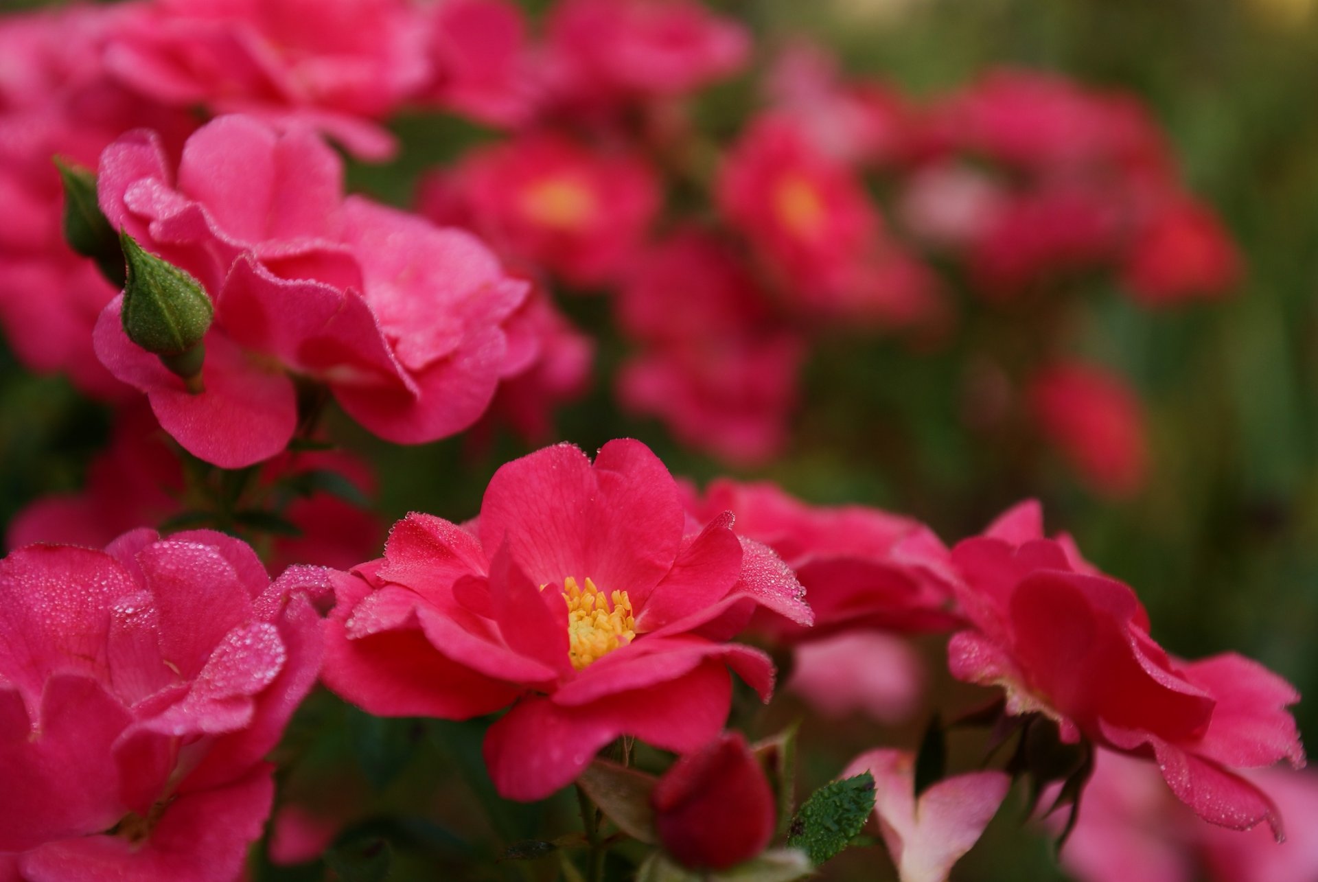 róże różowe jasne kwiaty płatki krzew krople rosa makro