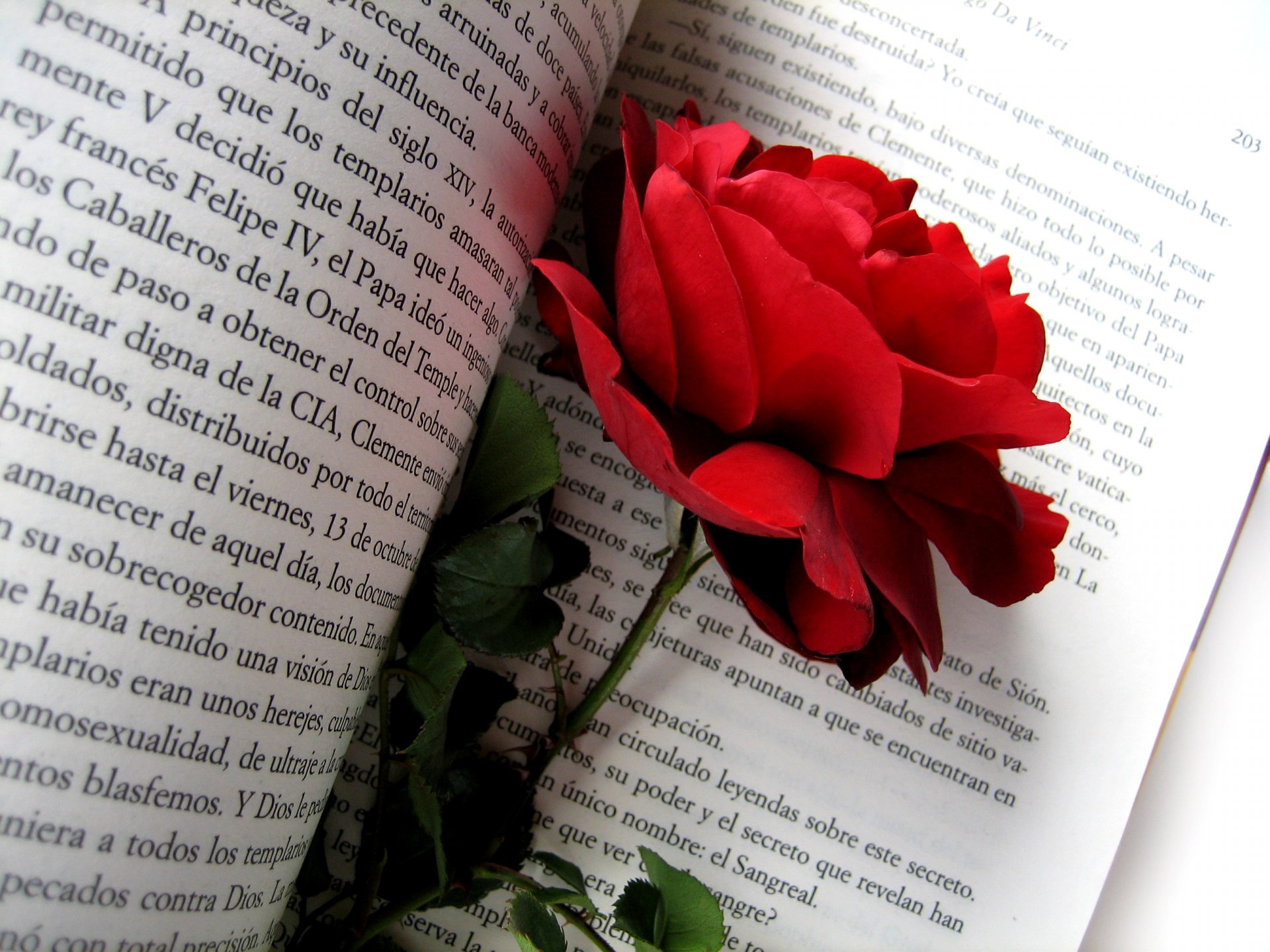 rosa roja rosa rojo flores flor brote pétalos rosa mosqueta naturaleza libro texto