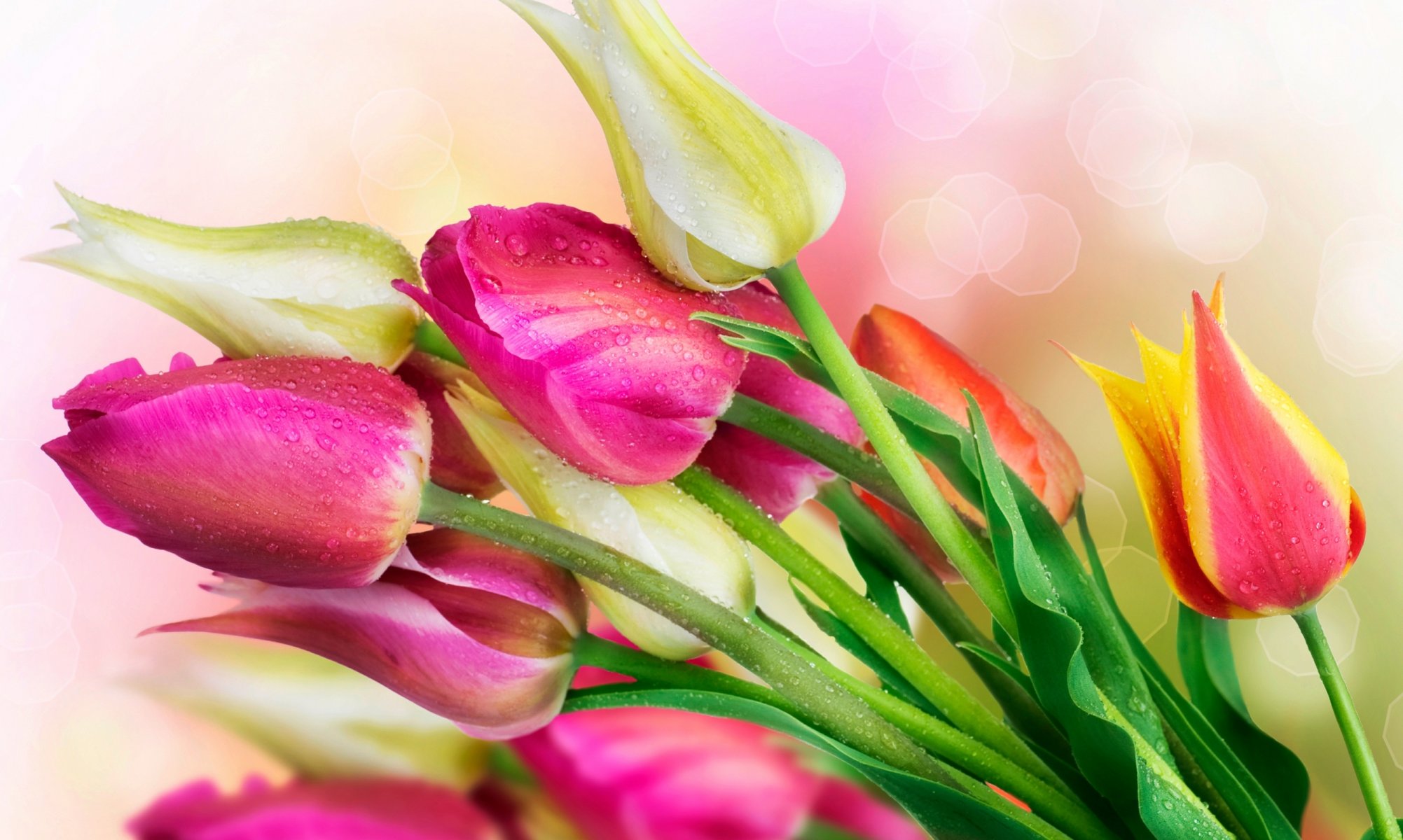 flower tulips drops bright