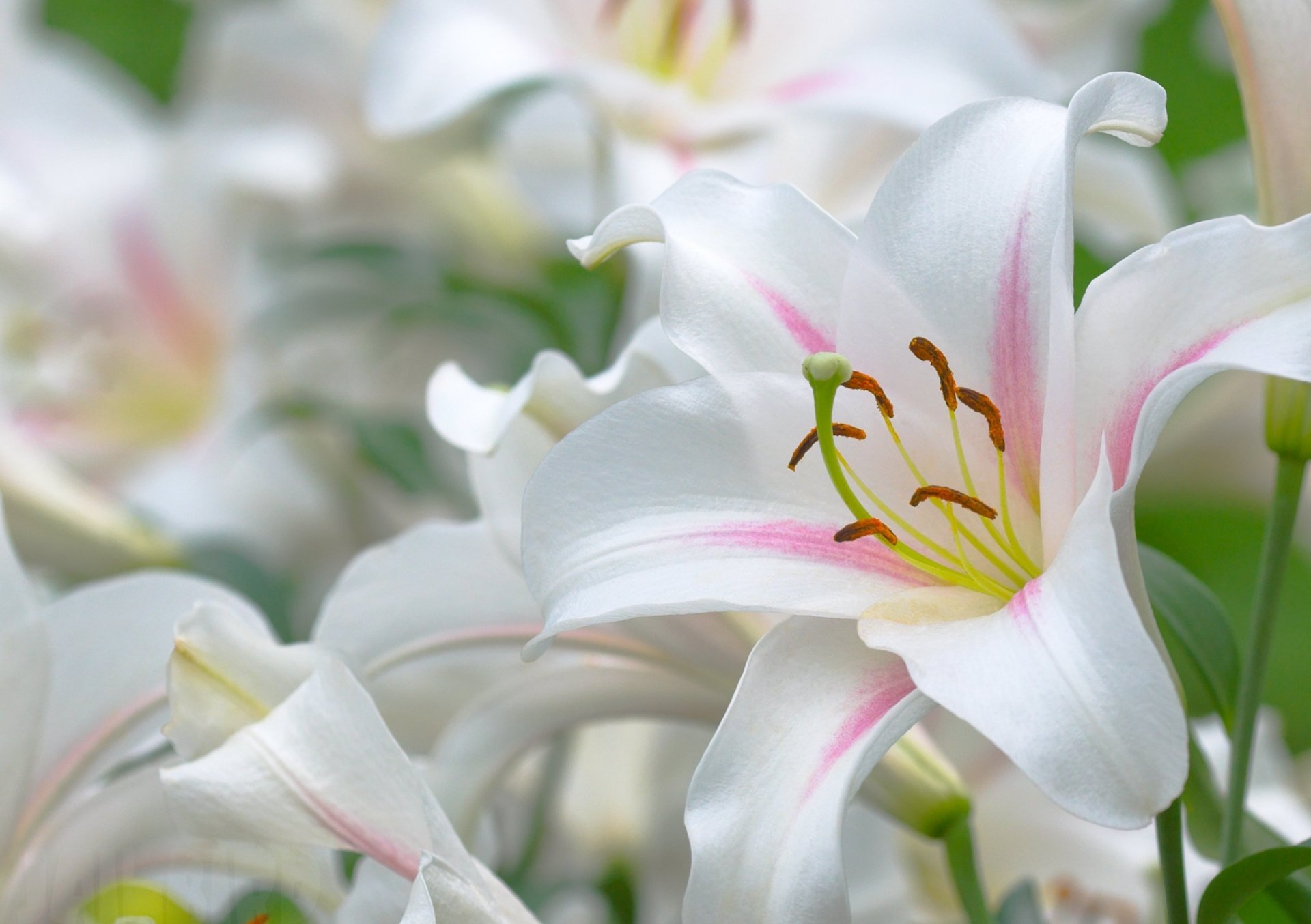 lilies white stamens pestle leaves beautiful