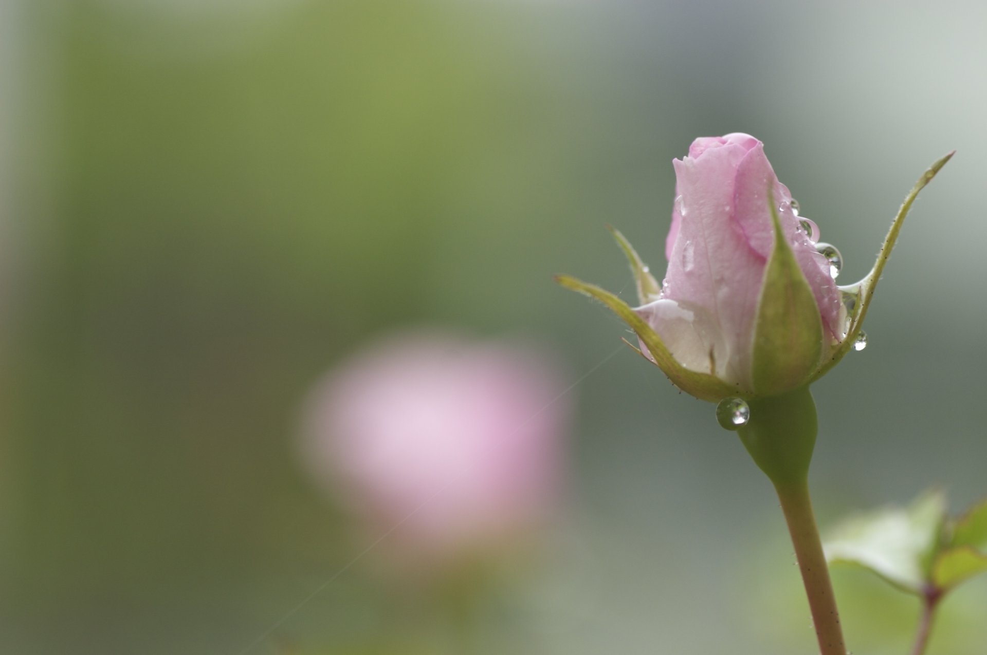 rose pink flower bud the stem drops rosa spider blur tender flowers spring nature close up