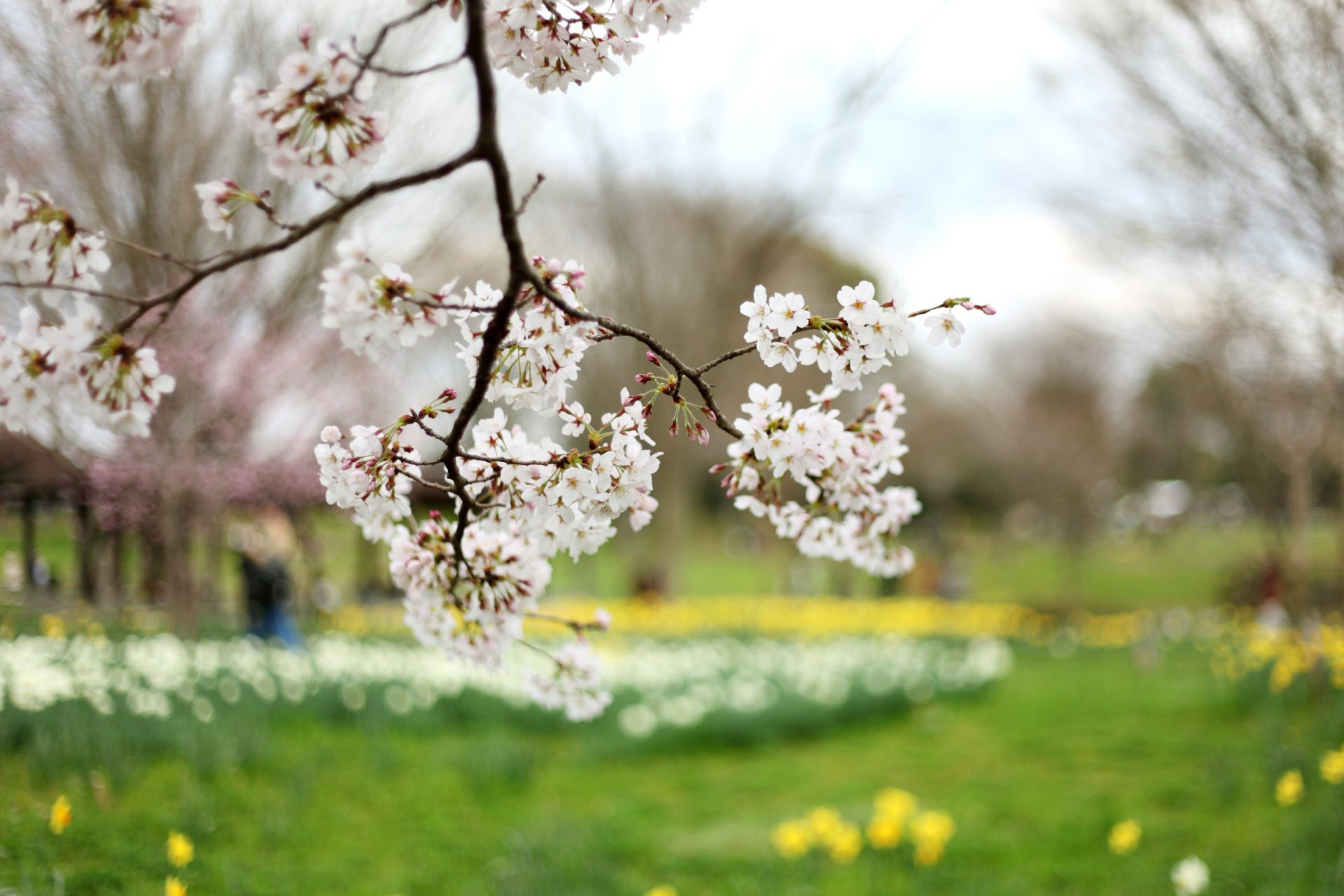 zweig zweige baum kirsche sakura blüte blumen weiß blütenblätter grün lichtung gelb unschärfe natur frühling