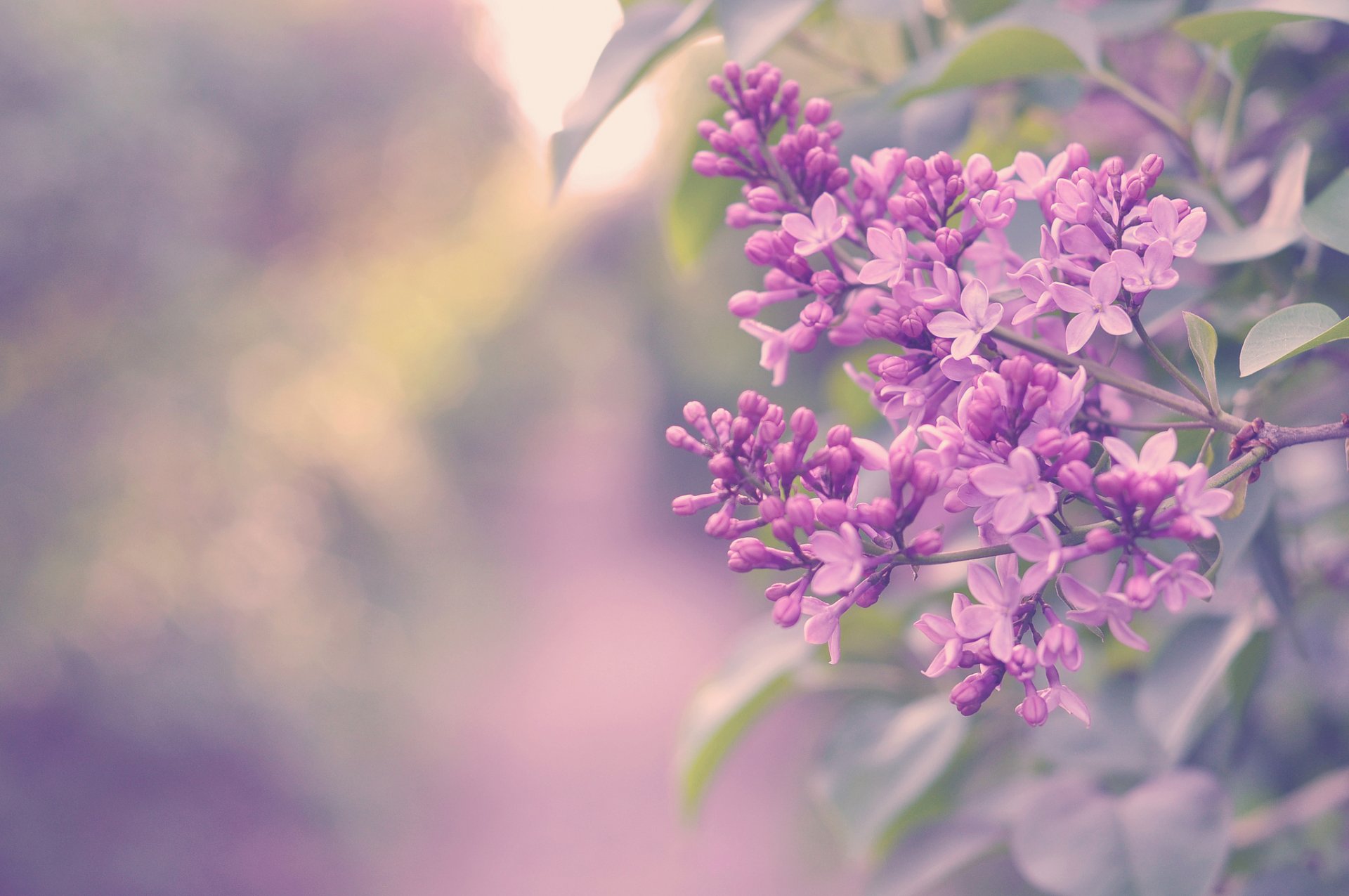 fleurs buisson lilas branche couleur