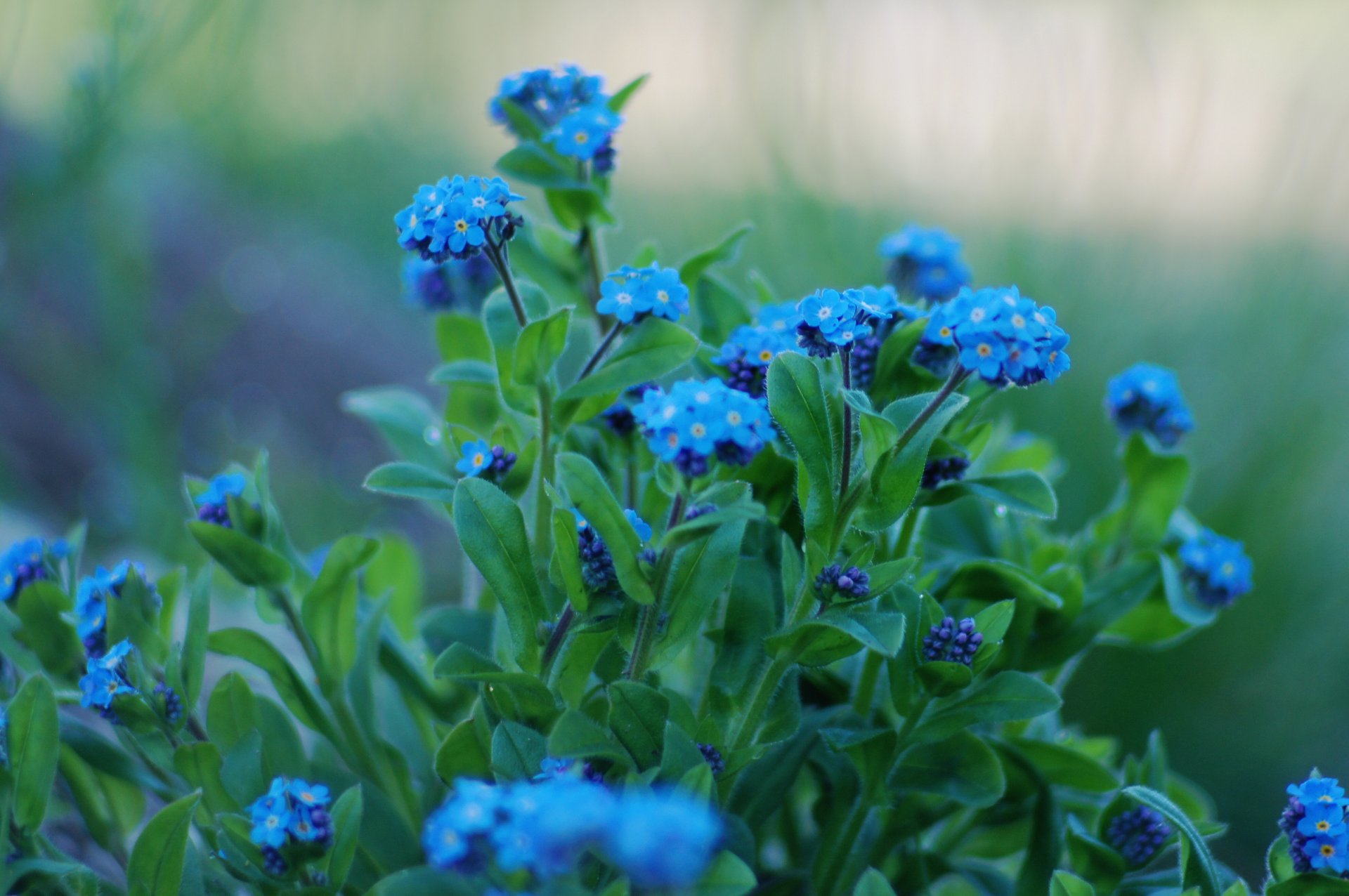 fleurs myosotis pétales feuilles bleu