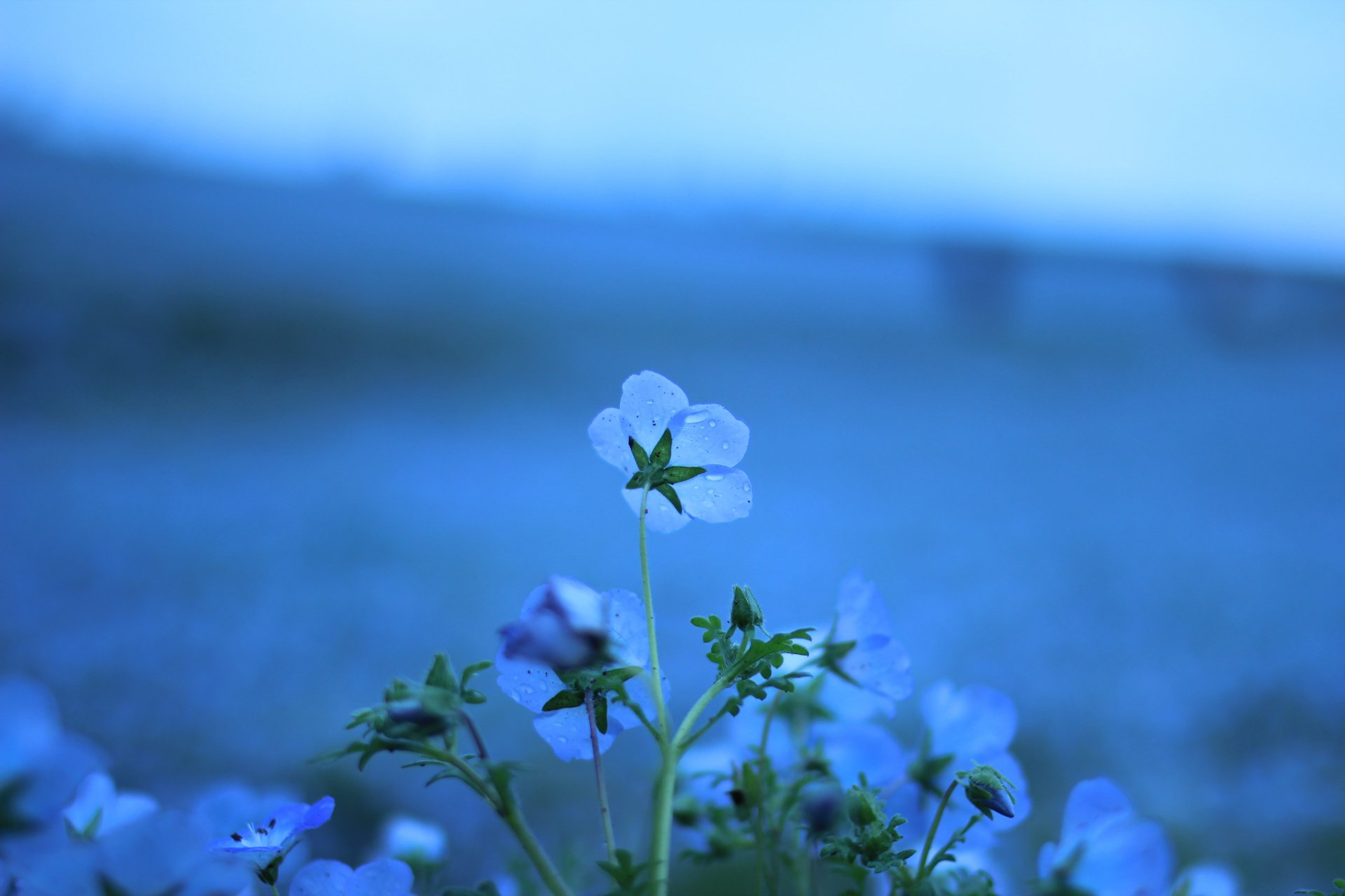 flower blue flax drops plants field flowers nature close up