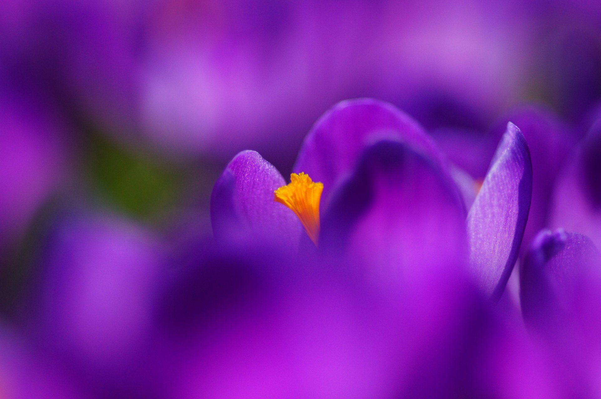 flores primavera azafrán violeta lila