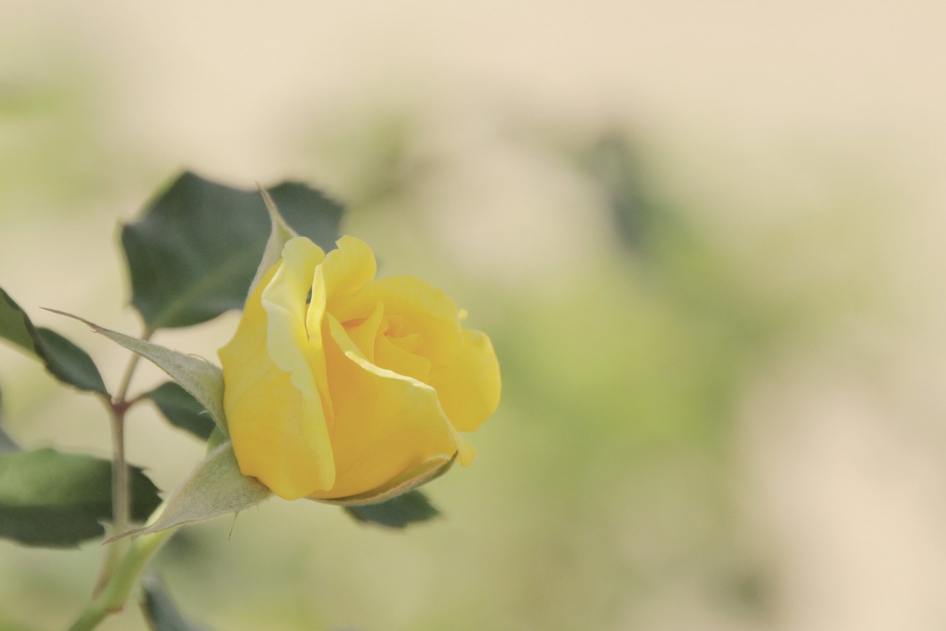 rose jaune fleur bourgeon feuilles couleur fond flou macro