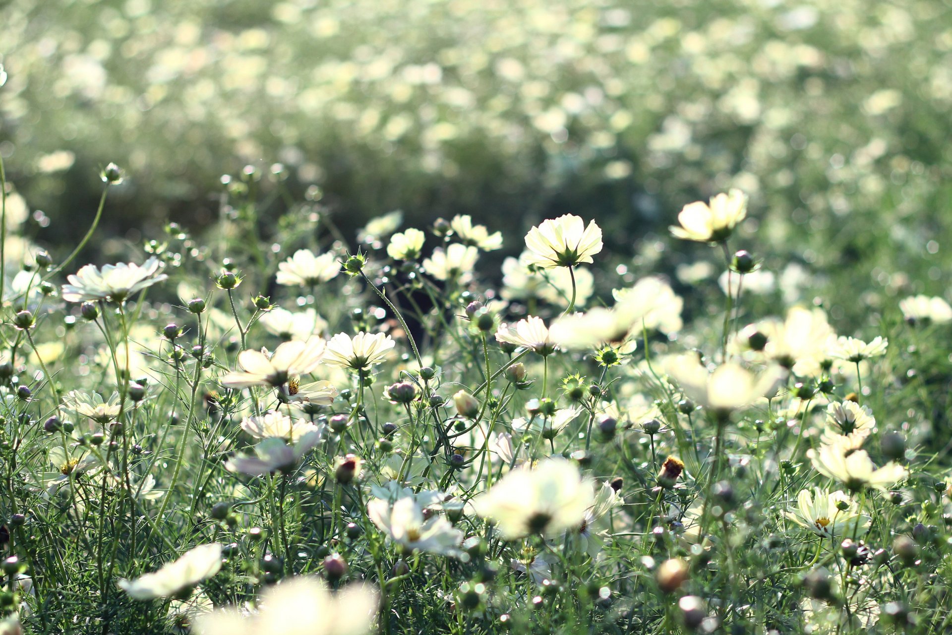 blumen kosmea weiß hell blütenblätter stängel gras pflanzen blüte lichtung feld sommer wärme licht strahlen natur schönheit