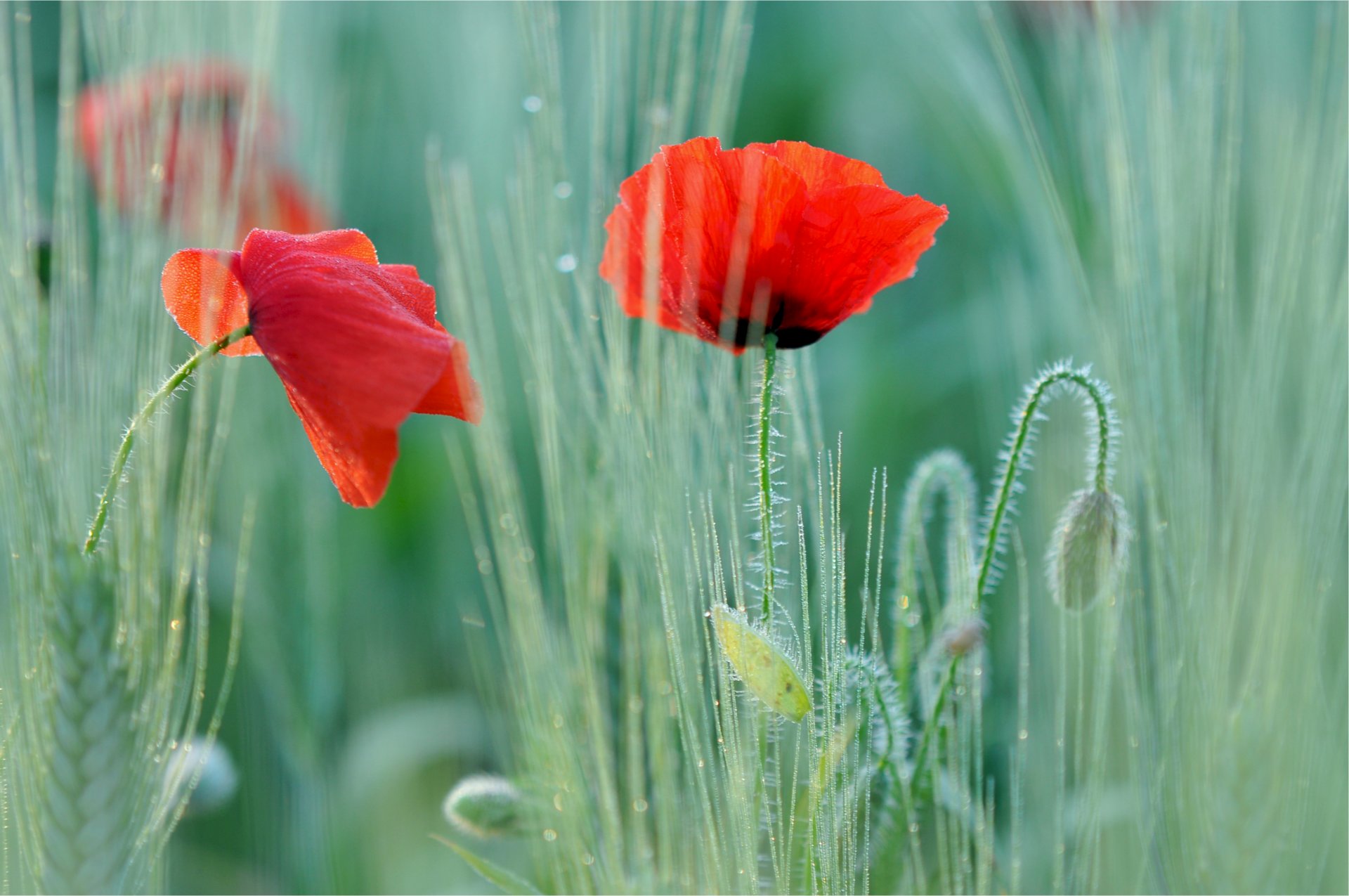 poppy poppies red two flowers the field close up blur