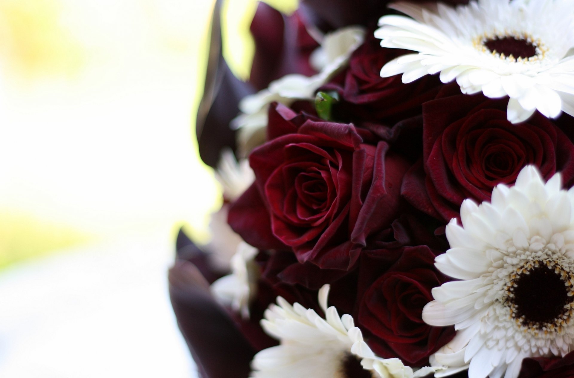 flower bouquet roses gerbera burgundy white close up