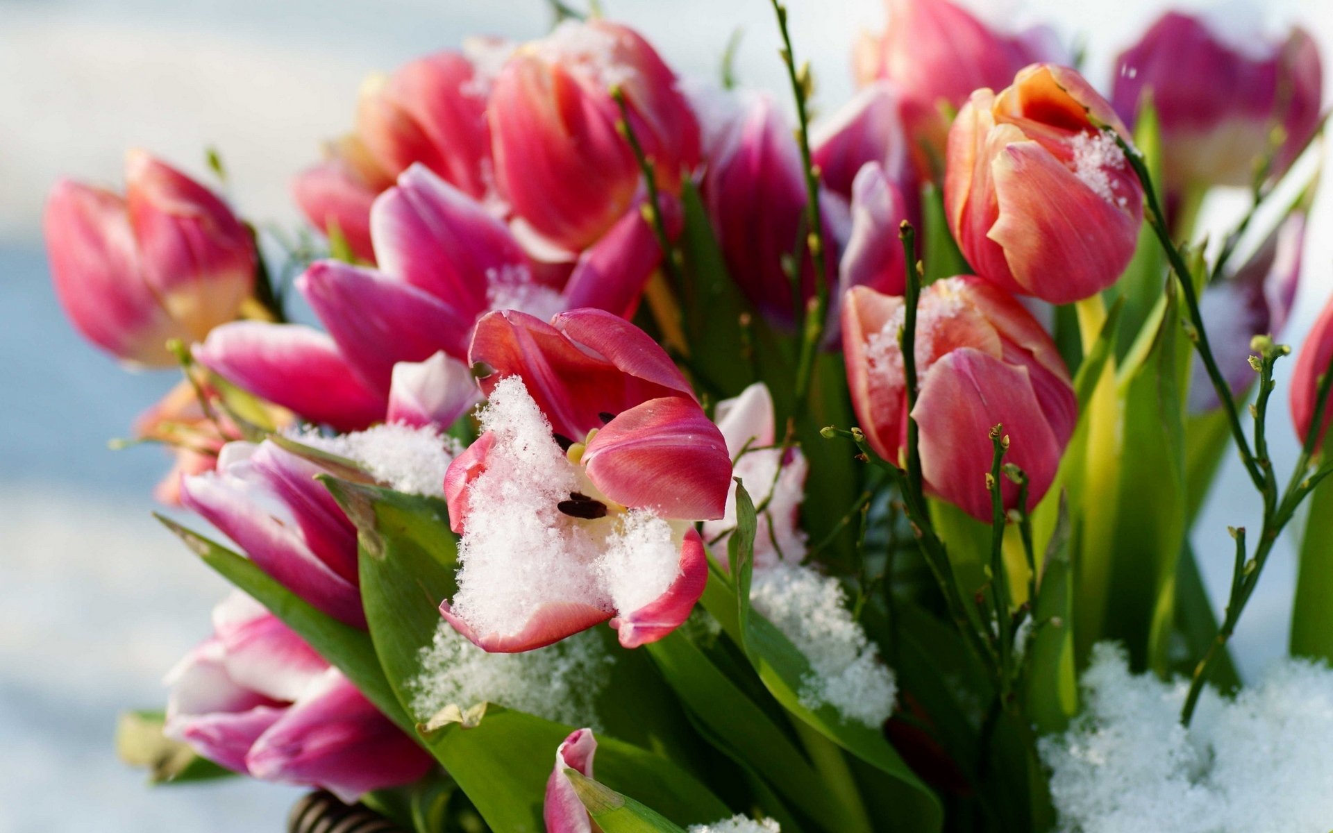 nieve flores tulipanes primavera