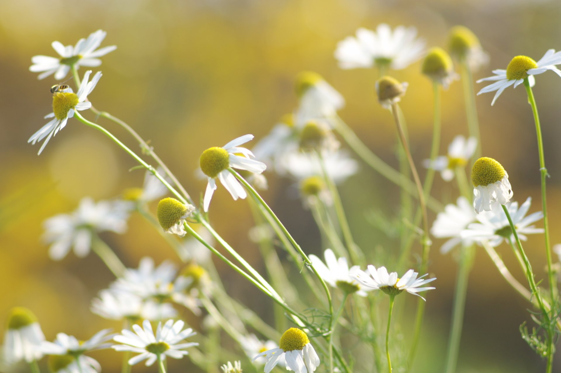 margherite bianco petali fiori steli piante erba colore verde natura estate luce sole calore sfocatura