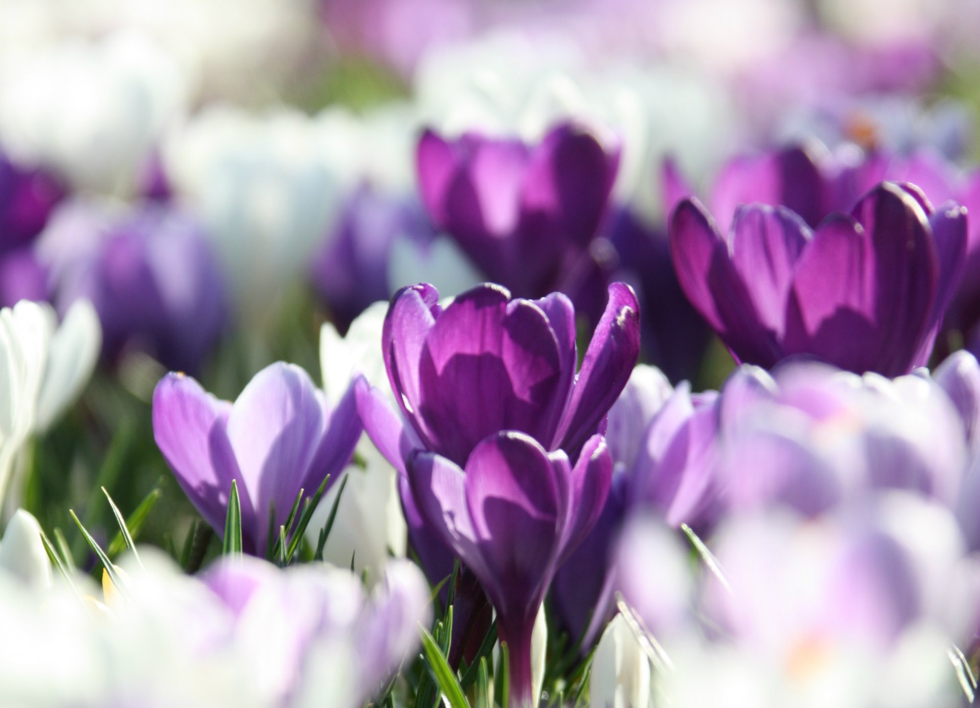 crocuses white lilac purple petals spring macro blur