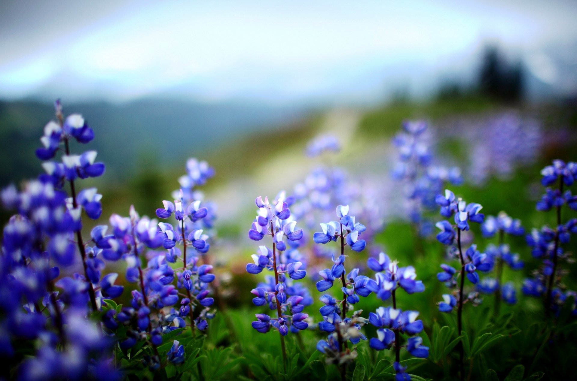 flowers lupin greenery plant leaves nature purple green