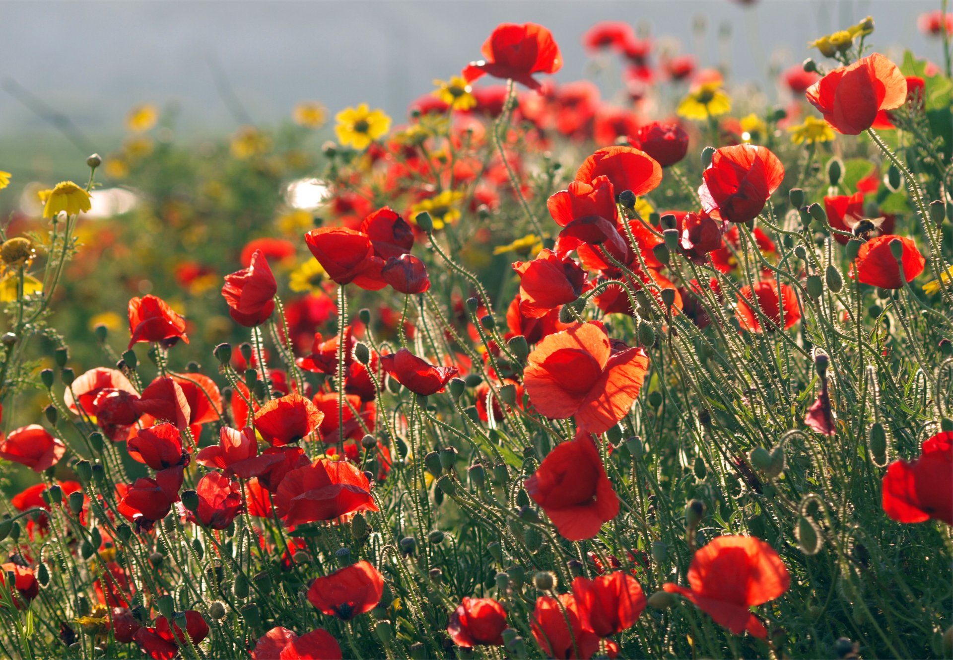 coquelicots rouge champ autres fleurs jaune