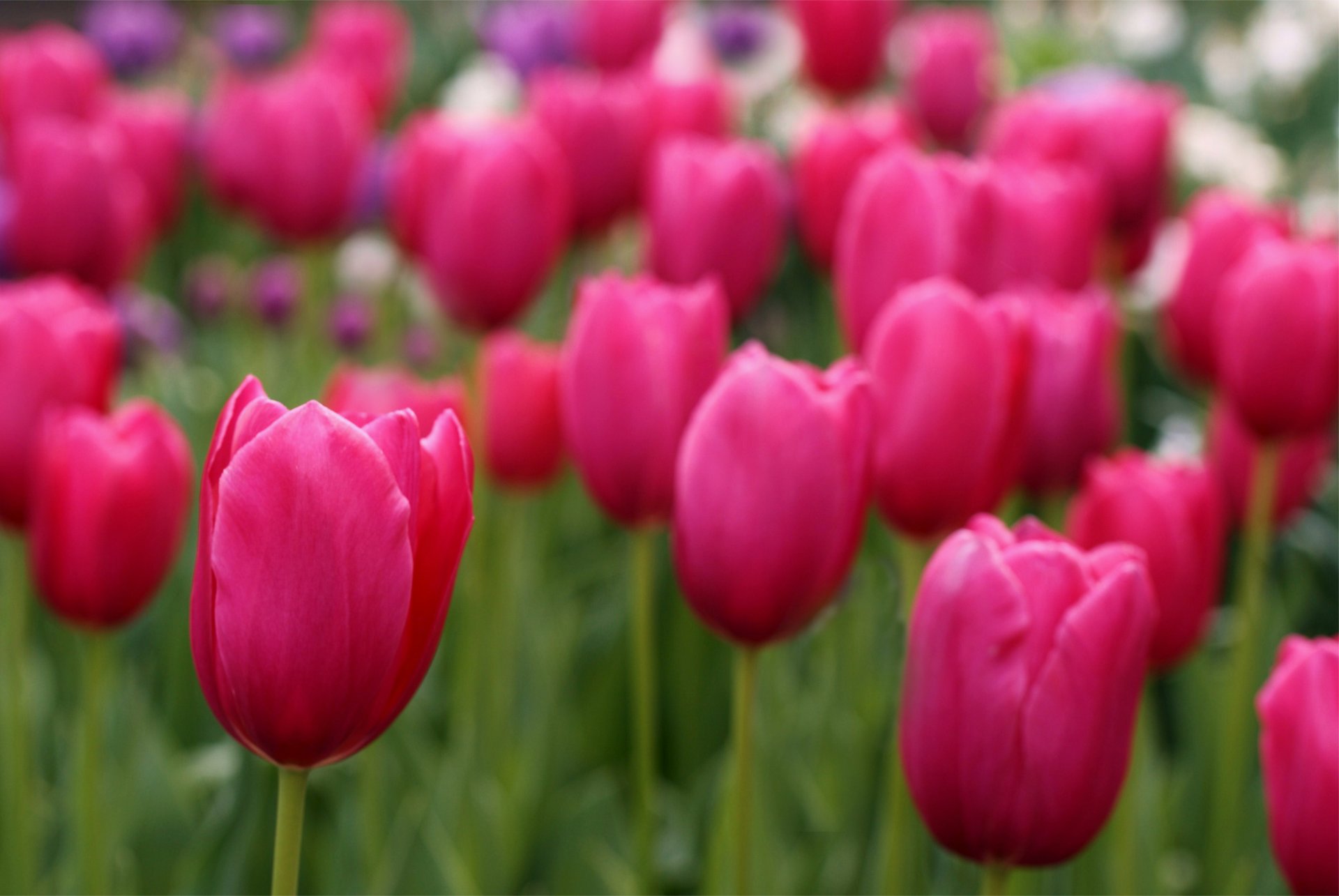 tulipes champ rose pétales flou mise au point