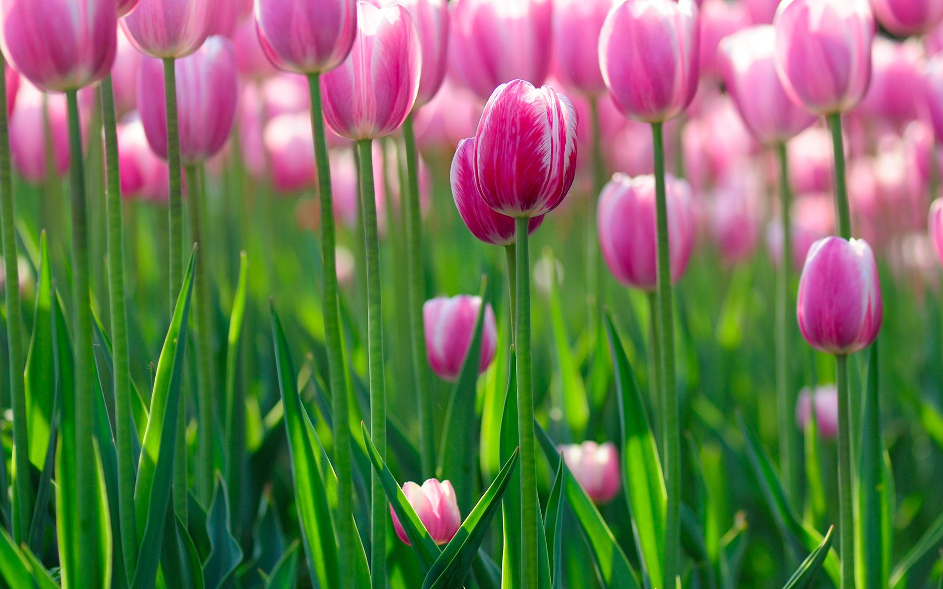 tulips wallpapers flowers hd flowers bokeh flowers flowers flower greenery tulips beauty morning light freshness summer positive spring summer wallpaper petals spring wallpaper bokeh wallpaper hd wallpaper wallpaper free download desktop screensavers computer wallpaper