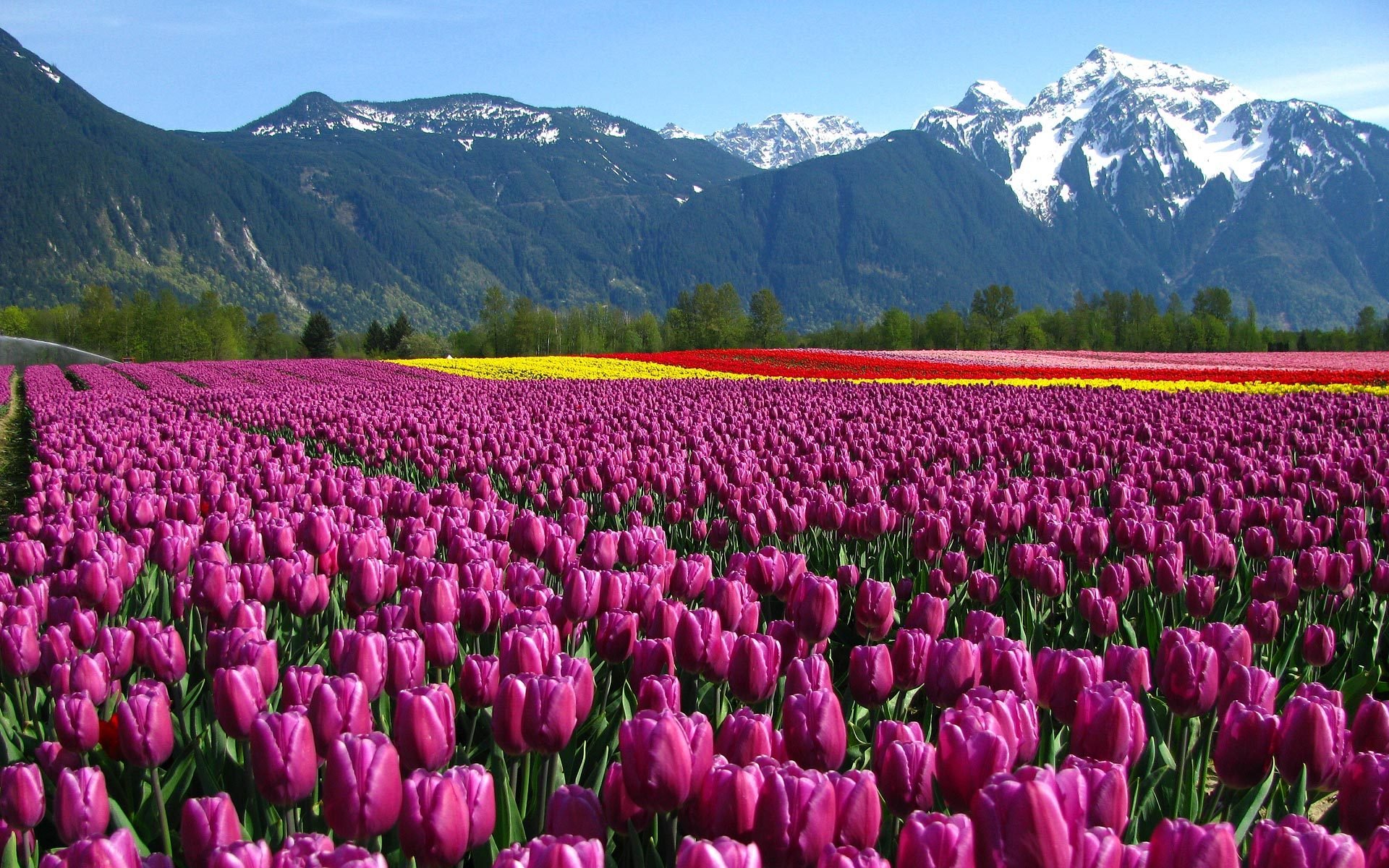 fleurs tulipes champ montagnes