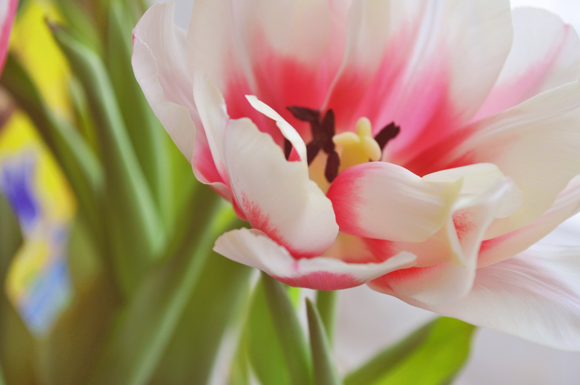 tulpe frühling blume