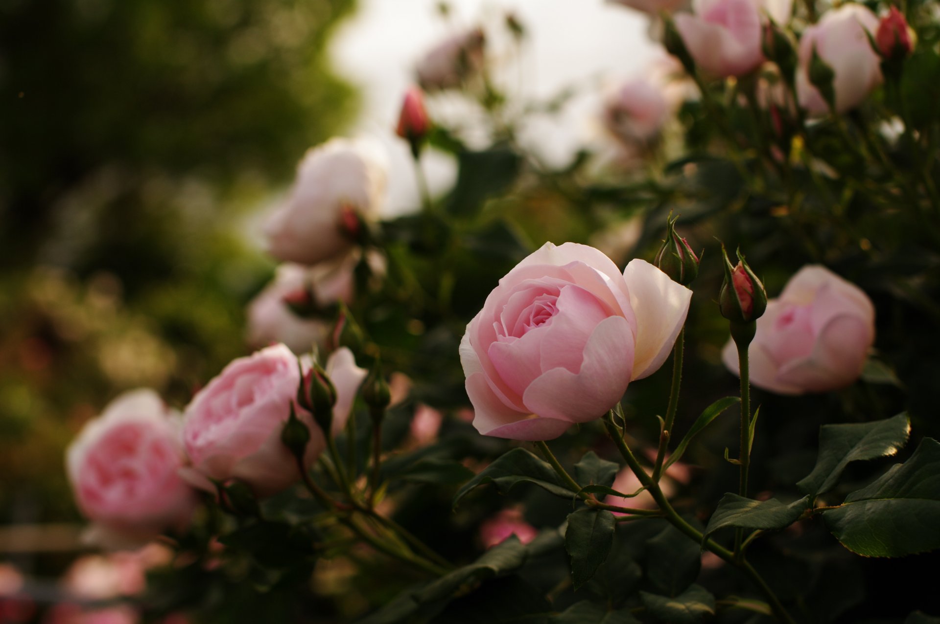 rosas rosas brotes flores pétalos hojas arbusto naturaleza reflejos