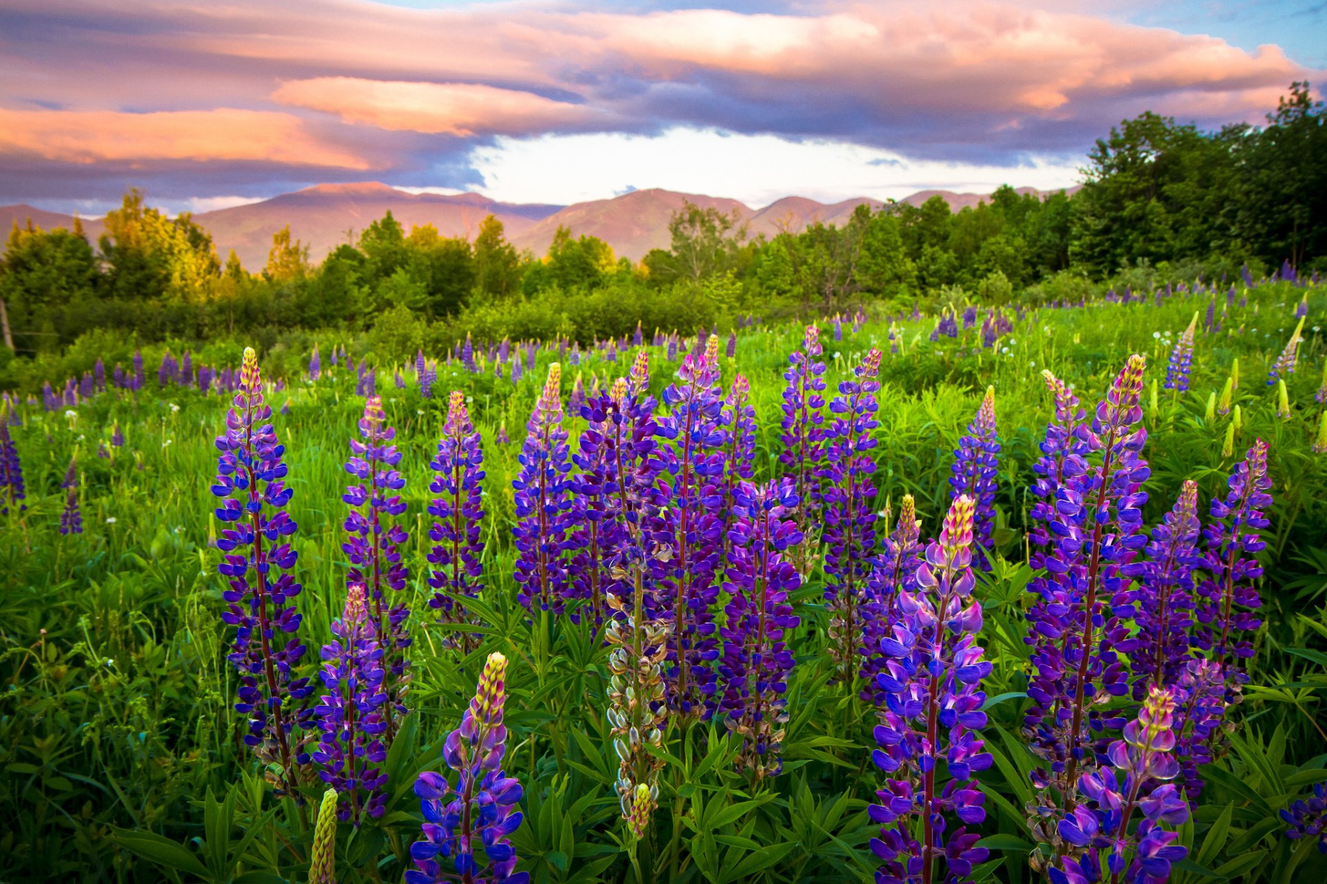 fleurs montagnes herbe ciel nuages