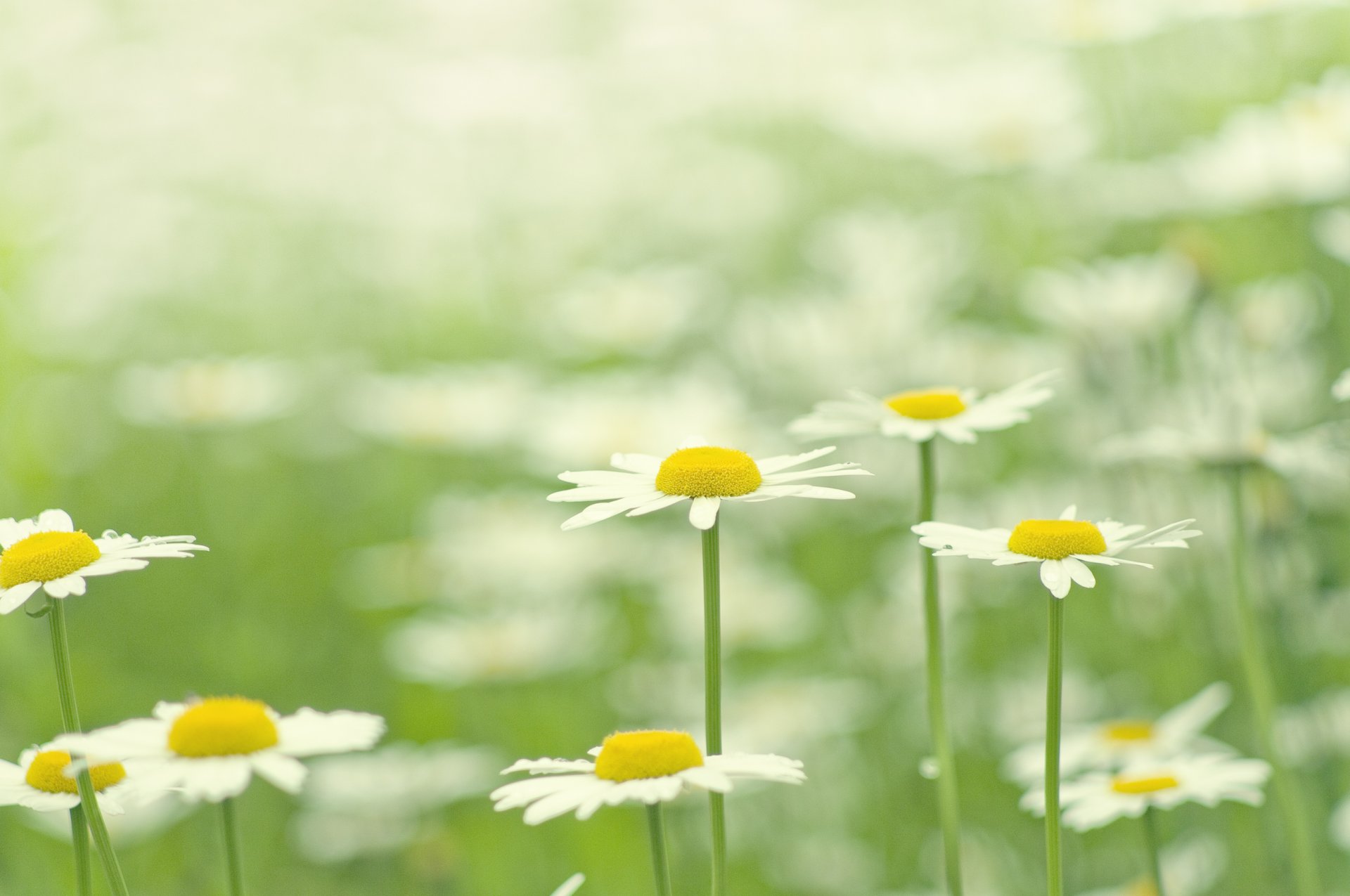 chamomile white flower petals bloom field green grass plants bright summer flowers close up nature