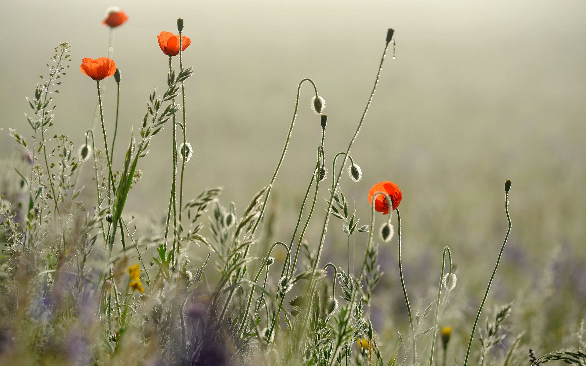 blumen mohn morgen tau tropfen spiel