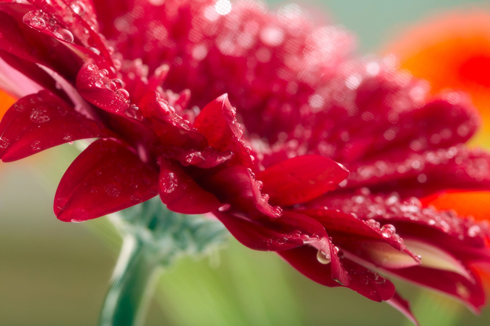 gerbera flower red drops nature macro gerbera red macro photo