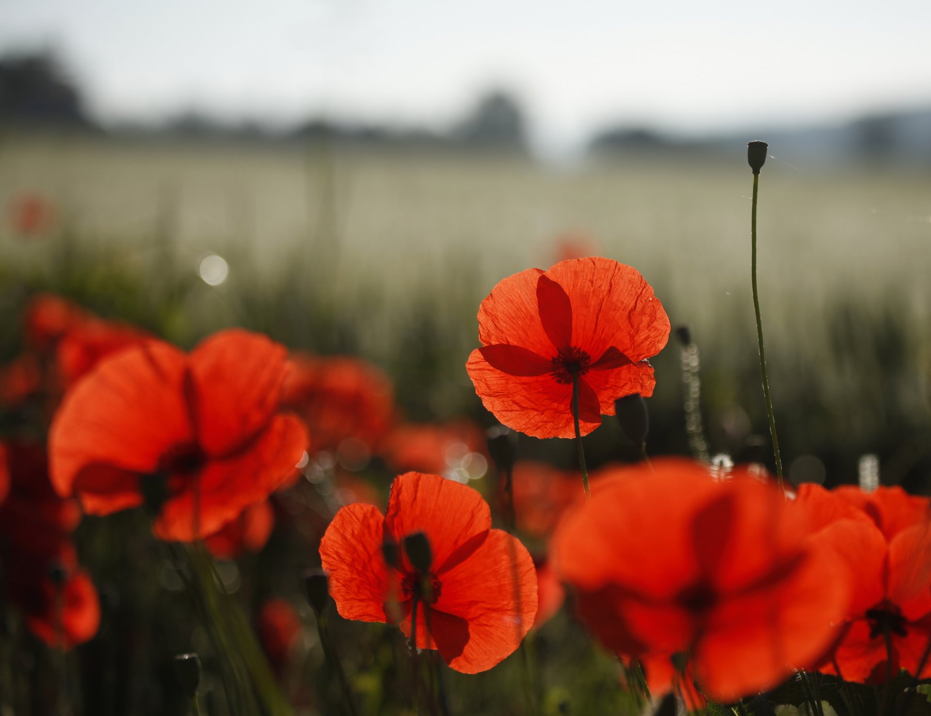 fleurs coquelicots champ nature