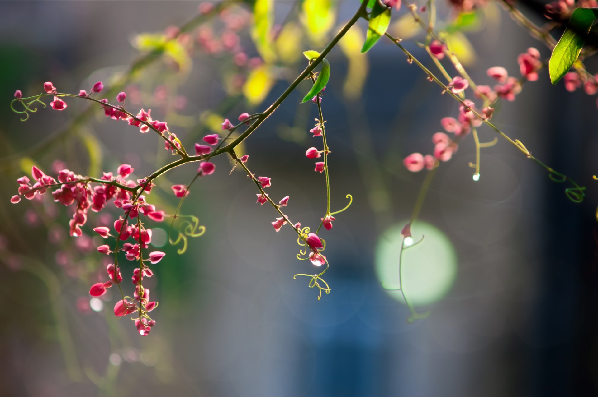 gałązka kwiaty różowe wąsy bokeh