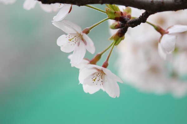 Cherry blossoms with white petals