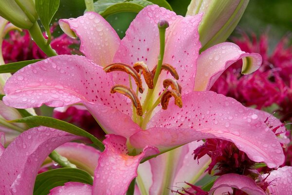 Delicate pink lily with dew drops