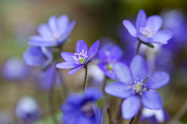 Close-up di foresta con petali blu