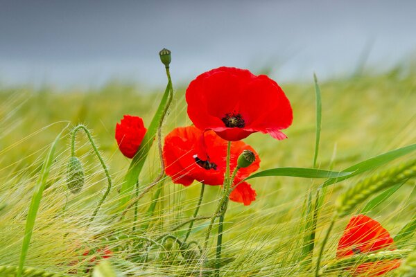 Green field of red poppies