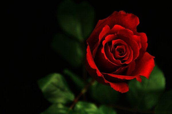 Imagen macro de una rosa sobre un fondo oscuro