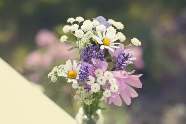 Blumenstrauß aus Wildblumen mit Kamille