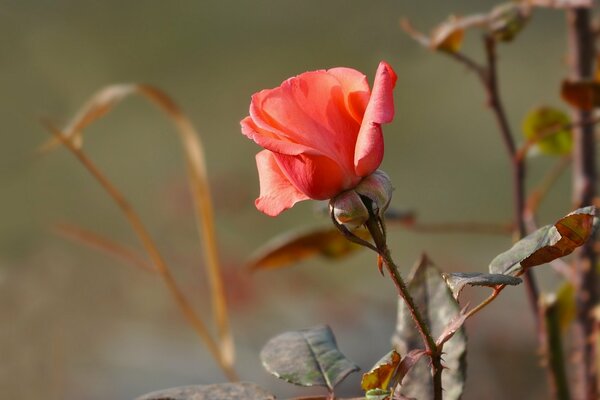 Rosa rosa, bocciolo di rosa, bocciolo di rosa arancione