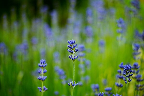 Foto macro de lavanda azul en el campo