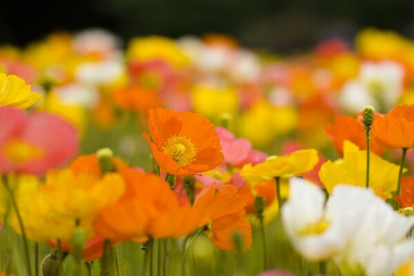 Amapolas de primavera brillantes en el campo